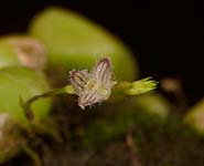 Bulb. lindleyanum